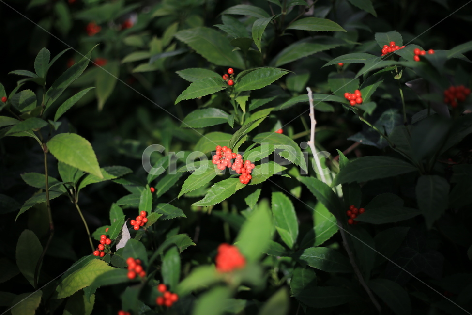 열매,나무,자연,빨간색,아왜나무,식물,자연,plants,nature,과일,열매,fruit