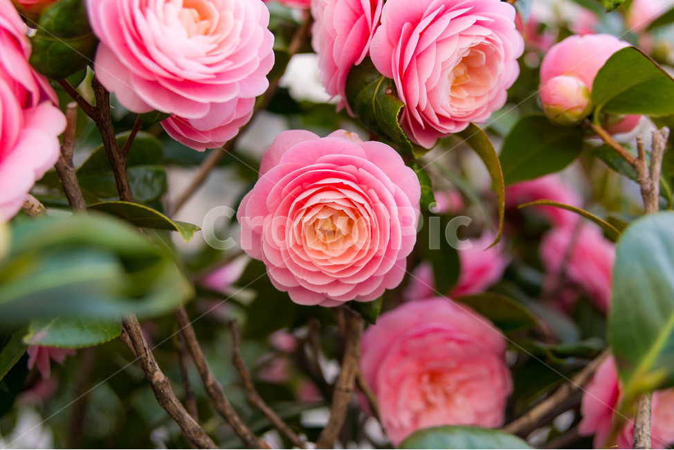 봄,꽃,동백꽃,자연,flower,동백,pink,핑크,색감,나무,꽃나무,봄,계절,spring,season,식물,자연,plants,nature,꽃,flower,blossom,rose,장미,plant