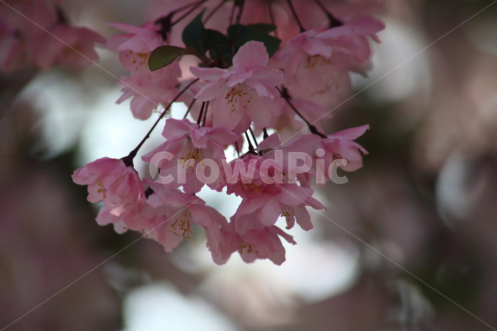 수사해당화,서부해당화,꽃아그배나무,꽃사과나무,crabapple
