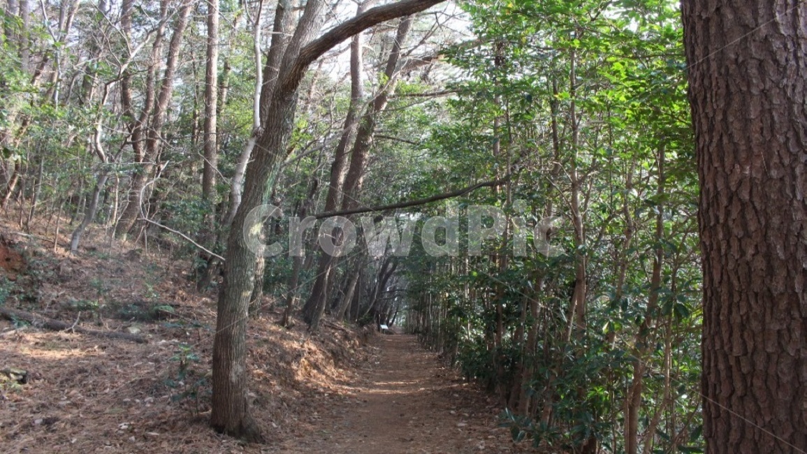통로,path,나무길,나무,자연