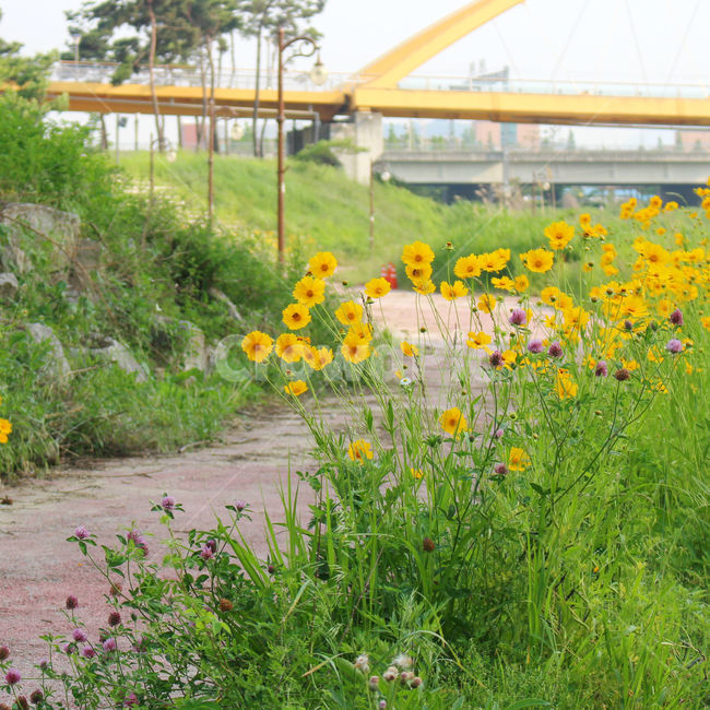 감성사진,자연,꽃풍경,풍경사진,색감,flower,sky,summer,nature,color,yellow,길,하늘,자연,풍경,nature,landscape,식물,plants,꽃,flower,outdoors,옥외,garden,정원,plant