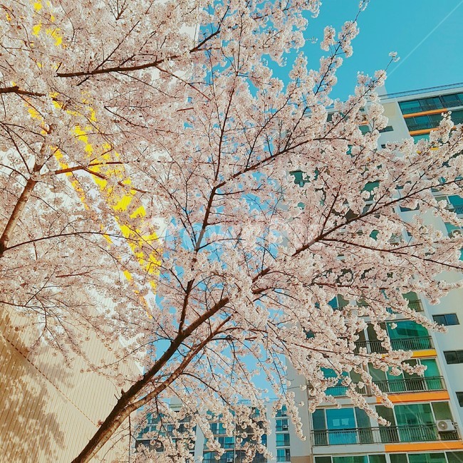 벚꽃,꽃,벚꽃나무,자연,식물,경치,풍경