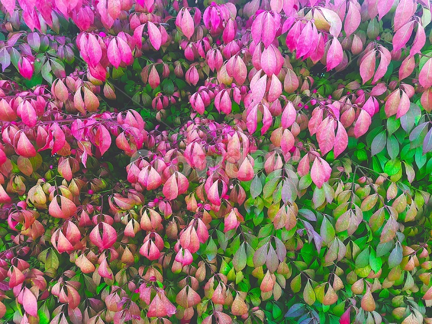 나뭇잎,식물,꽃잎,가을,붉은잎,색감,식물,자연,plants,nature
