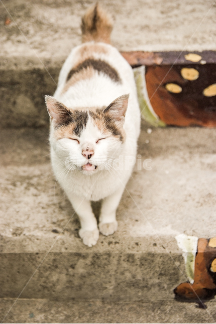 고양이,동물,길고양이,동물보호,계단,cat,animal,동물,animal,포유류,mammal,고양이,cat,kitten,kitty