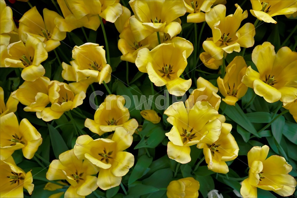 튤립,봄,bloom,꽃,식물,자연,화사함,꽃향기,tulip,colorful,floral,flower,gardenflowers,happymind,life,nature,plant,spring봄,spring,노랑색,식물,자연,plants,nature,꽃,flower