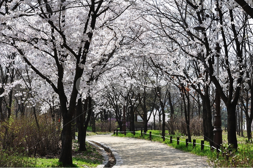 벚꽃,길,풍경,한밭수목원,landscape,봄,계절,spring,season,자연,풍경,nature,landscape,식물,plants,나무,trees,wood,plant,path,통로,tree,tree trunk,나무 줄기