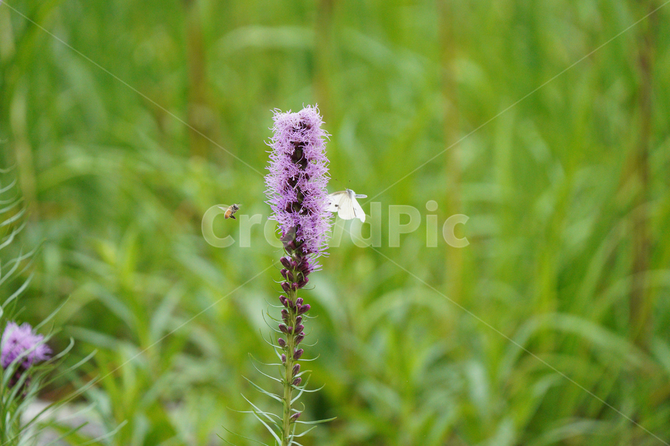 야외,공원,나비,보라색,꽃,풀밭,식물,자연,plants,nature,꽃,flower,동물,animal,곤충,벌레,insect,bug