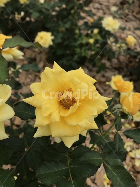 노란색,노란꽃,노란장미,장미꽃,노란장미꽃,식물,자연,plants,nature,꽃,flower