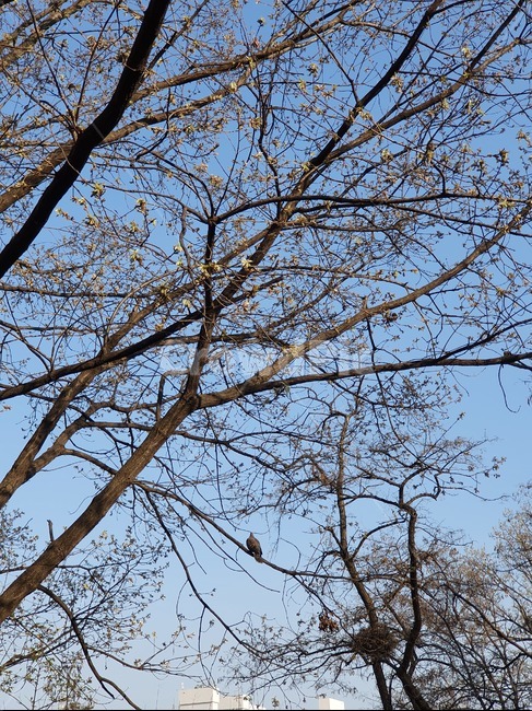 새,하늘,나무,둥지,낮,봄,자연,풍경,nature,landscape,tree,plant,식물,tree trunk,나무 줄기