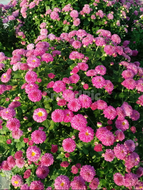 국화,꽃,plant,식물,flower,다년생초본식물,오상고절,관상식물,소국,식물,자연,plants,nature,꽃,flower