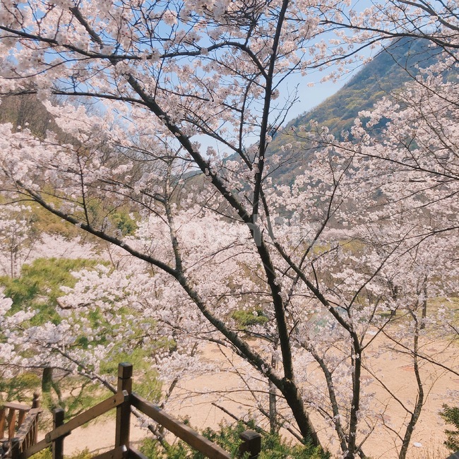 벚꽃,봄,분홍,하늘,나무