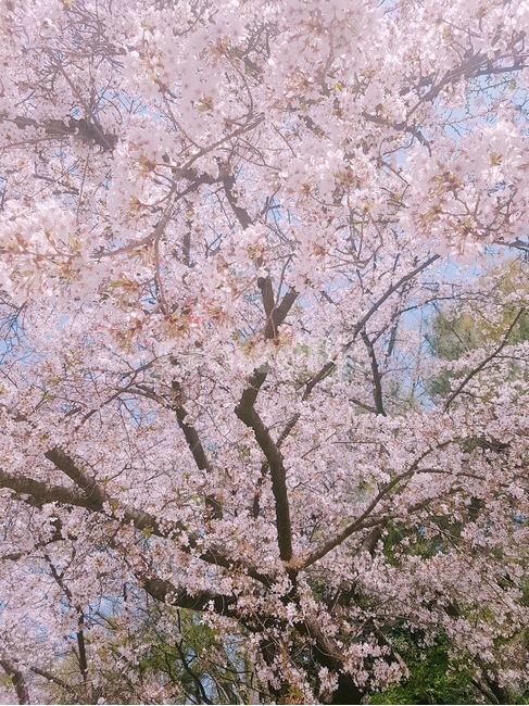 벚꽃,봄,분홍,벚나무,식물
