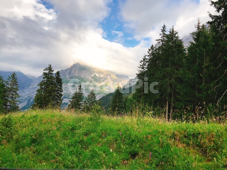 plant,식물,nature,자연,grassland,스위스,switchland,swiss,전나무,fir,자연,풍경,nature,landscape