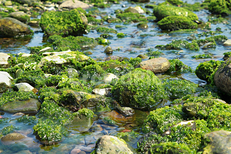 plant,식물,algae,조류,해조류