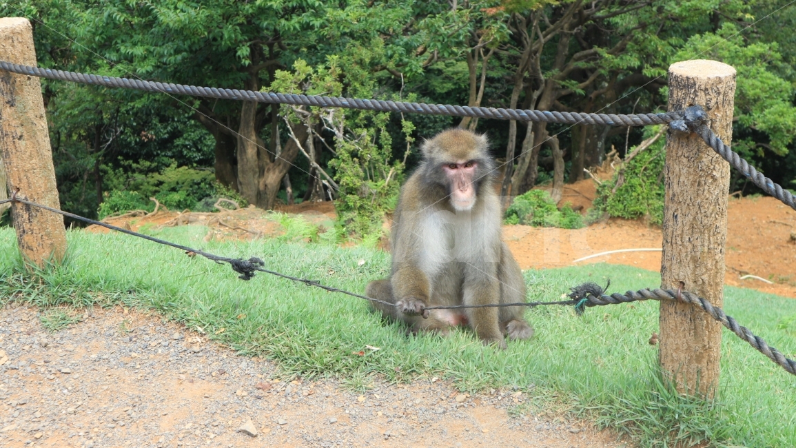 동물,자연,원숭이,공원,풍경,동물,animal,포유류,mammal