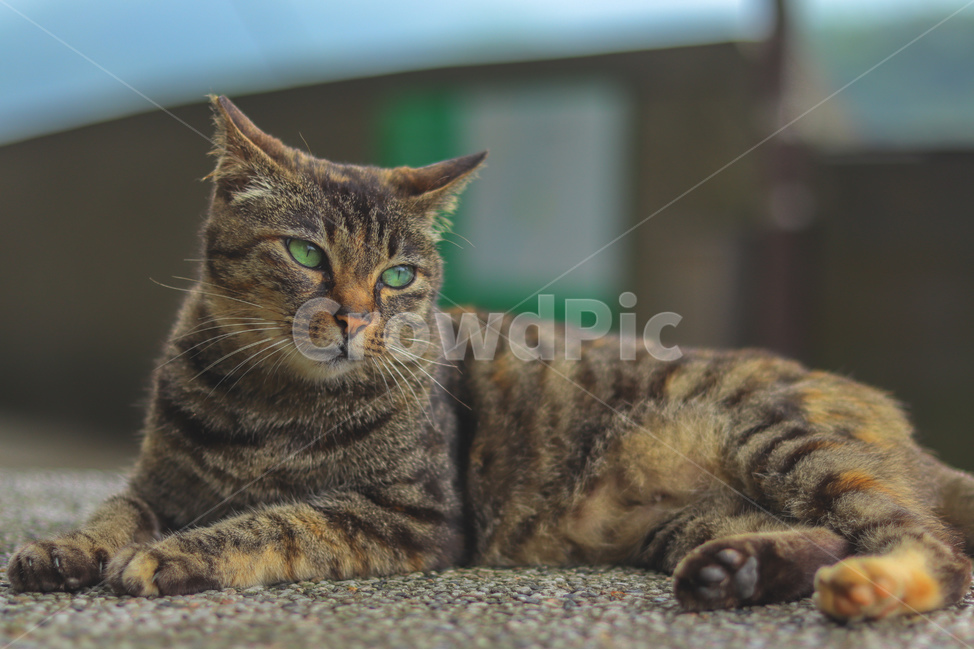고양이,동물,길고양이,냐옹이,야옹이,잠,길거리,animal,straycat,kitty,street,동물,animal,포유류,mammal,고양이,cat,kitten,kitty