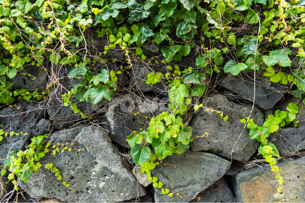 담장,전통,현무암,제주도,벽,배경,담쟁이덩굴,돌,담벼락,담,식물,자연,plants,nature