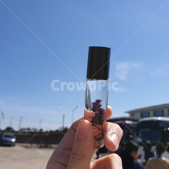 손,향수,꽃,하늘,식물,향기,아웃포커싱,배경흐림,파란,따뜻한