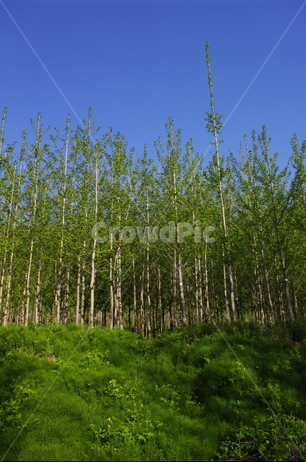 초록,신록,잎,나무,식물,plant,자연,nature,하늘,자연,풍경,nature,landscape,tree