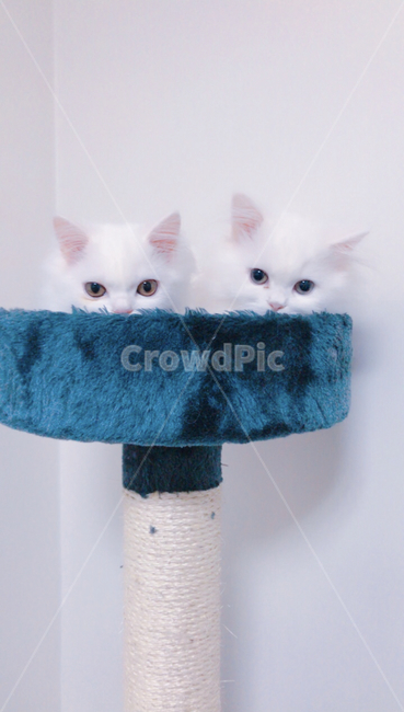 고양이,cat,페르시안,먼치킨,하얀고양이