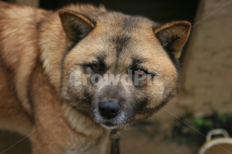개,동물,animal,dog,애완동물,포유류,강아지,반려동물,pet