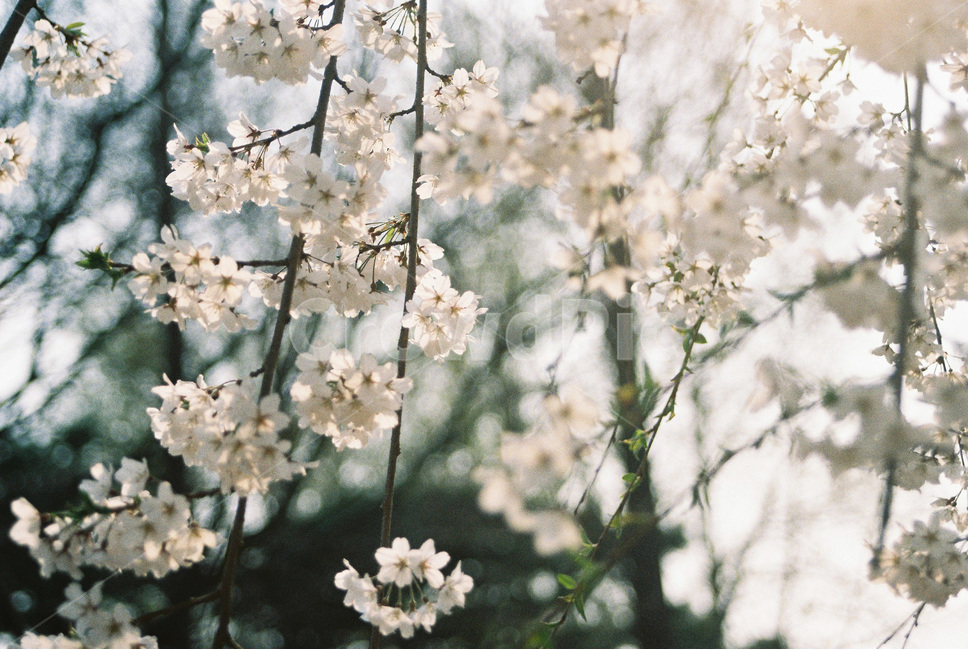 벚꽃,cherryblossom,봄,spring,봄꽃,꽃,식물,flower,분홍,pink,봄,계절,spring,season,식물,자연,plants,nature,꽃,flower,감성,sensible,feeling,plant
