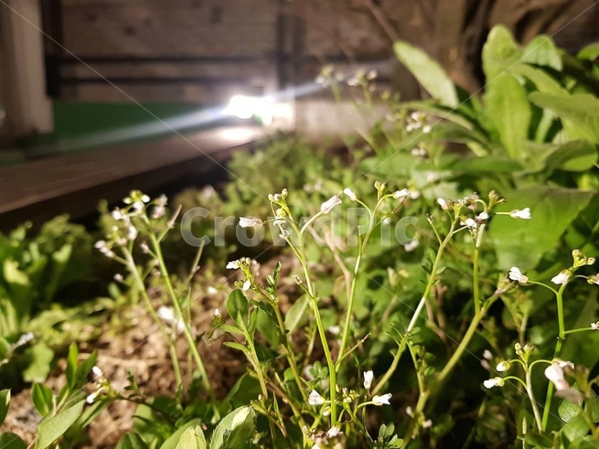plant,식물,작고,소중한,꽃,작은