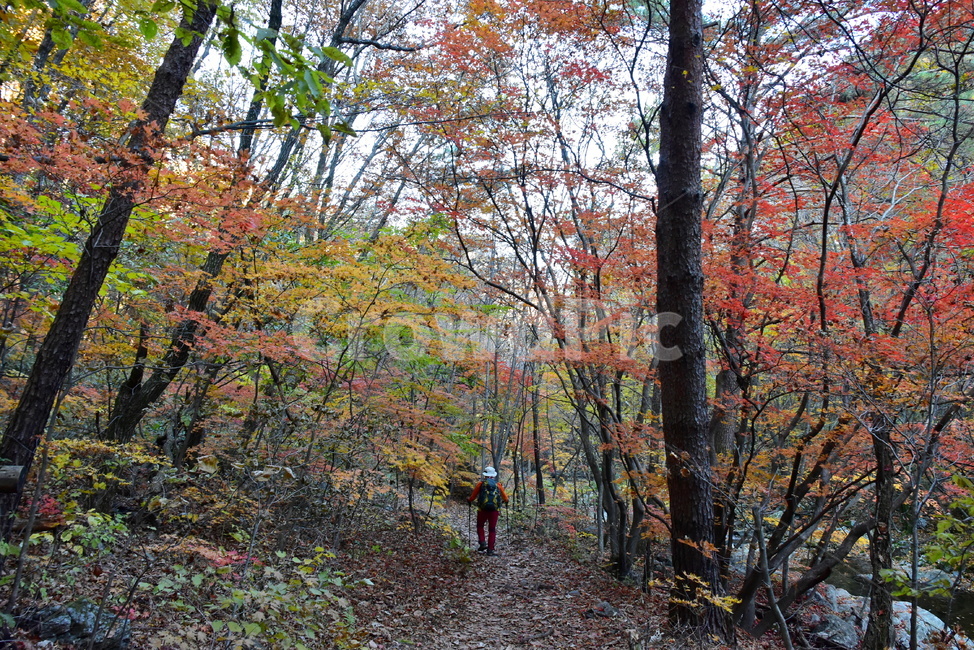 가을,단풍,울긋불긋,알록달록,형형색색,풍경,계절,시즌,아름다운,오색,치악산,부곡계곡,비경,감성,힐링,자연,가을,계절,fall,autumn,season,자연,풍경,nature,landscape,tree,나무,plant,식물,tree trunk,나무 줄기