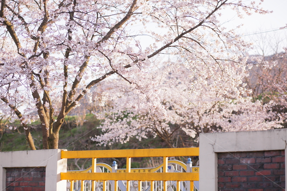 벚꽃,봄꽃,봄,꽃,플라워,학교,스쿨존,어린이보호구역,보호구역,계절,식물,자연,벚꽃나무,나무,한국자연경관,봄날,생명,풍경,야외,축제,핑크,담,담벼락,tree,cherryblossom,season,plants,nature,flower,spring,outdoor,beautiful,blossom