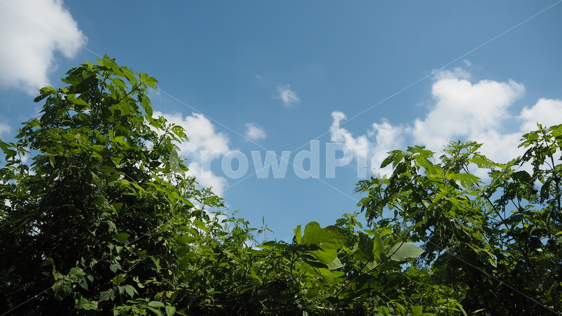 자연,날씨,옥외,구름,하늘,nature,weather,outdoors,cloud,sky,식물,plant,자연,풍경,nature,landscape