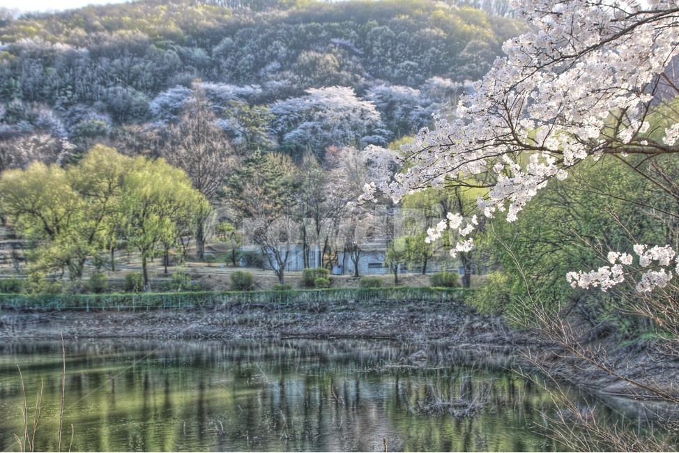 풍경,호수,벚꽃,자연,풍경화,봄,계절,spring,season,자연,풍경,nature,landscape,plant,식물