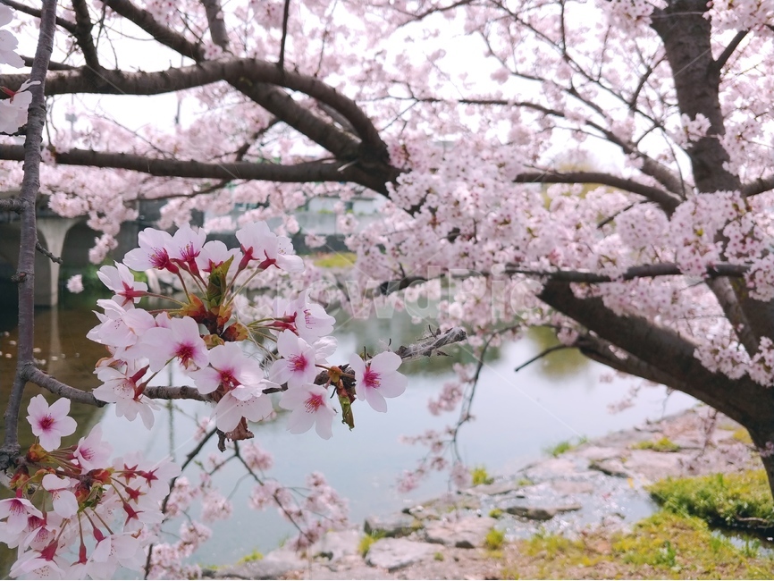 제주,외도,월대천,벚꽃,시냇가,봄,계절,spring,season,식물,자연,plants,nature,꽃,flower,plant,blossom,cherry blossom