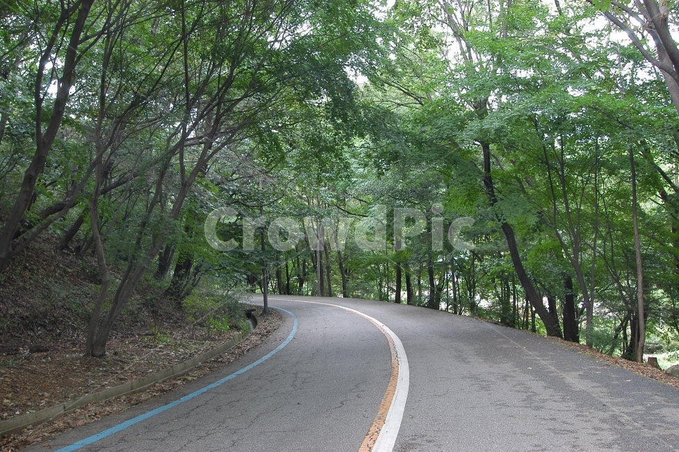 도로,숲,자연,산,나무,나무숲,커브길,길,중앙선,숲길,산책로,교통,자연,풍경,nature,landscape,교통,교통수단,traffic,transportation,asphalt,아스팔트,road,freeway,고속 도로
