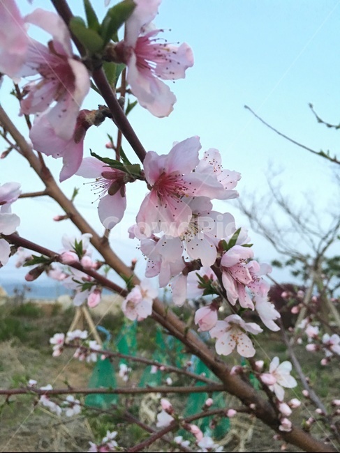 꽃,봄,봄꽃,분홍색꽃,복숭아꽃,봄,계절,spring,season,식물,자연,plants,nature,꽃,flower,plant,blossom,cherry blossom,벚꽃