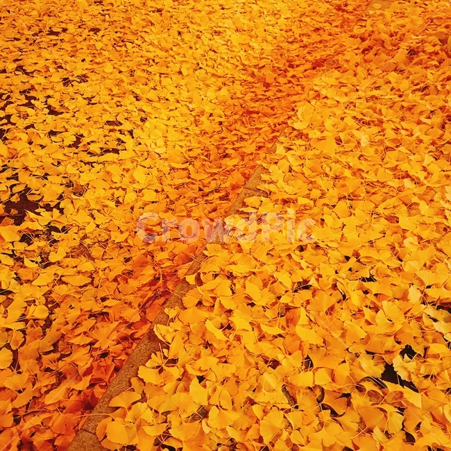 은행잎,가을풍경,공원길,야외,노랑색,은행나무,가을,가을,계절,fall,autumn,season