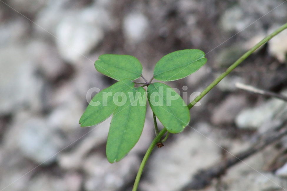 으름덩굴,잎,식물,fiveleavedakebia,leaf,어름나무,식물,자연,plants,nature