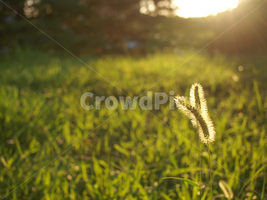 자연,풀밭,강아지풀,식물,햇빛,빛,식물,자연,plants,nature,휴식,힐링,rest,relaxation,healing