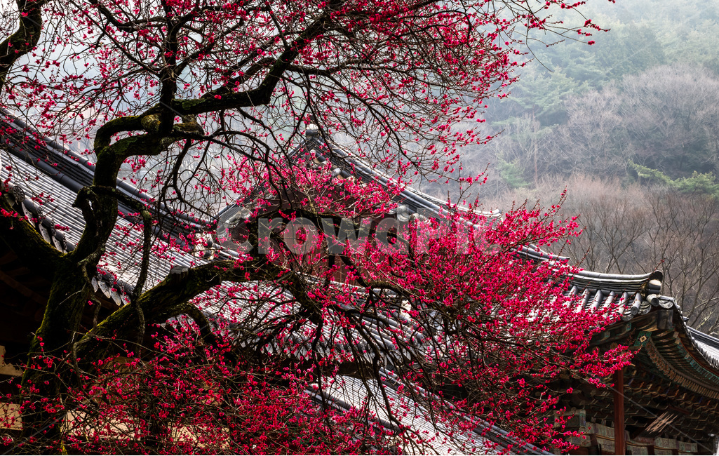 화엄사,매화,봄,구례,사찰,봄,계절,spring,season,한국전통,한국문화,korean traditional,korean culture,식물,자연,plants,nature,나무,trees,wood,종교,신앙,religion,belief,faith,건축물,건물외관,exterior,building,structure,architecture,construction,plant,blossom,꽃,cherry blossom,벚꽃,flower