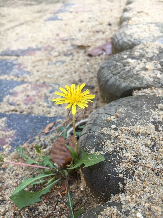 꽃,외로움,가을,봄,기다림,계절,spring,season,식물,자연,plants,공원,식물,자연,plants,nature,꽃,flower