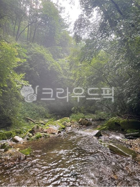 계곡,분위기,초목,밀림,나무