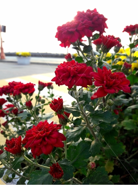 소국,chrysanthemum,가을꽃,flower,국화,미니국화,분화국화,식물,plant,blossom,식물,자연,plants,nature,꽃,flower
