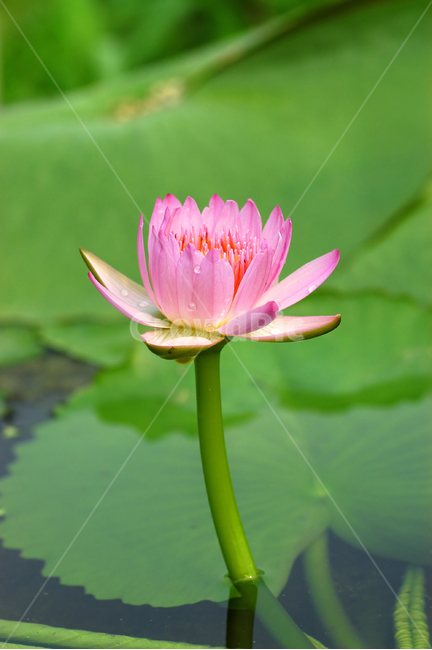 수련,연꽃,연잎,연못,꽃,플라워,식물,자연,한송이,꽃잎,이슬,식물,자연,plants,nature,꽃,flower