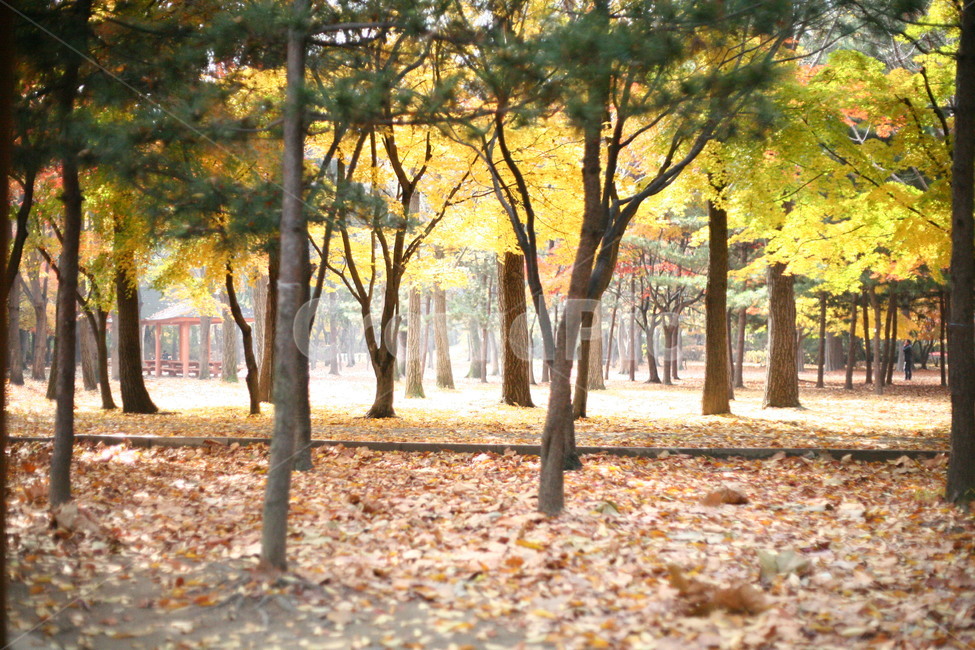 tree,나무,plant,식물,ground,바닥,forest,숲,초목,자연,단풍,낙엽,가을,계절,fall,autumn,season,식물,자연,plants,nature,나무,trees,wood