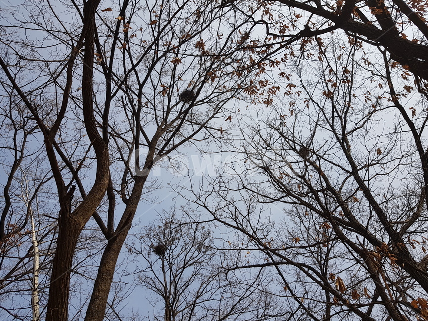 나무,겨울나무,천연계,까치집,winter