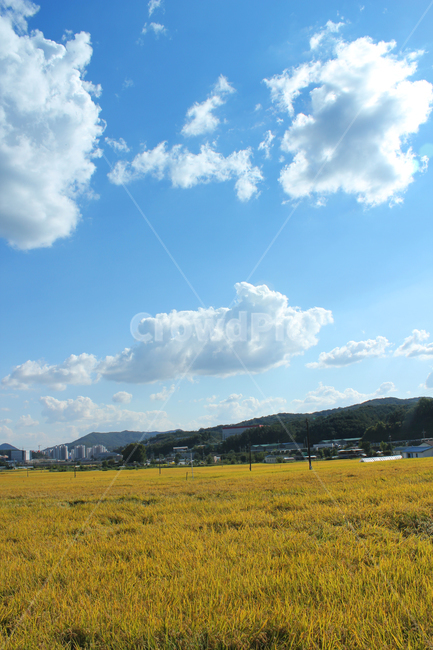asia,autumn,blue,cloud,clouds,country,countryside,day,fall,farm,farming,field,food,gold,golden,goldenrice,goldenricefield,road,way,soilroad,sandroad,street,하늘,구름,파란하늘,시골,농촌,농사,벼농사,벼,쌀,쌀농사,금색,노란색,노란들판,grain,korea,황금색,황금들판,산,길,도로,시골길,산책로,흙길,전봇대,한국,아시아,가을,이천,경기도,land,landscape,mountain,natural,nature,organic,paddy,plant,rice,sky,sunny,village,yellow,스카이,파랑,블루,파란색,흰구름,뭉게구름,먼산,자연,풍경,논,농작물,들판,황금들녘