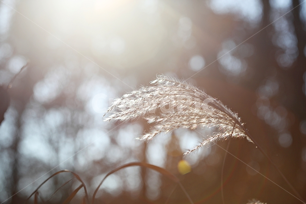 갈대,억새,풀,갈대꽃,식물,자연,공원,가을,계절,fall,autumn,season