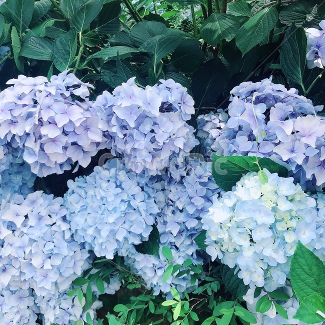 수국,꽃,풍경,축제,festival,flower