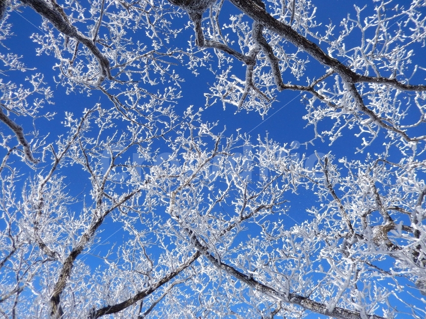 민주지산,눈꽃풍경,상고대,겨울풍경,겨울동화,눈풍경,파란하늘,100대명산,겨울명산,설경,서리꽃,영동,자연,풍경,nature,landscape,겨울,계절,winter,season,outdoors,옥외,snow,눈