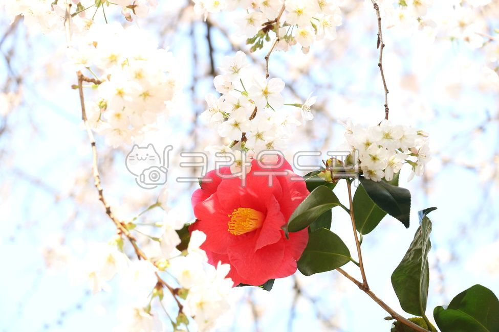 spring,Red,harmony,White,camellia flower,cherry blossom