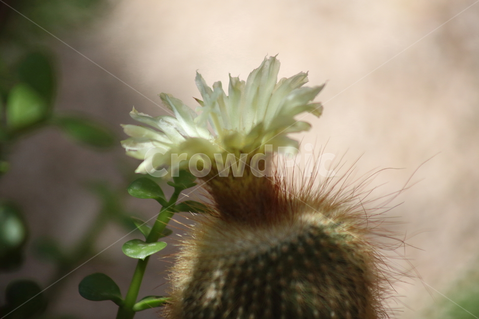 금황환선인장,선인장,꽃,eriocactusleninghausiibackeb,notocactusleninghausii